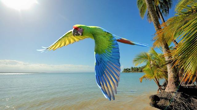 Costa Rica parrot beach